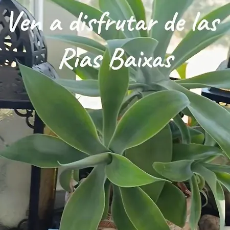 Sol, Mar Y Naturaleza Pontevedra